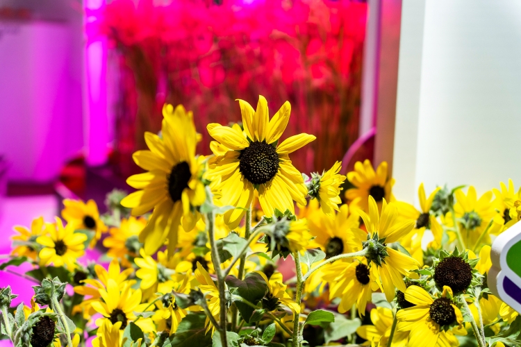 OEŷ��|�ٷ���վ